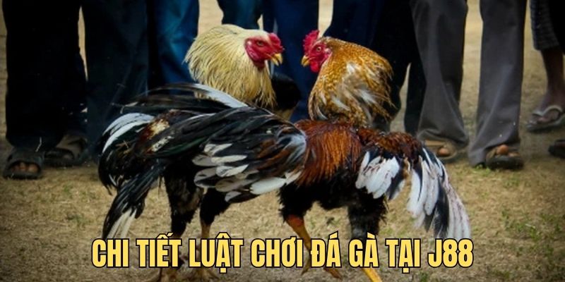 Chi tiết luật chơi đá gà không nên bỏ qua