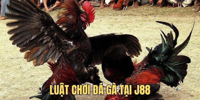 Luật chơi đá gà tại J88 kiến thức để trăm trận trăm thắng