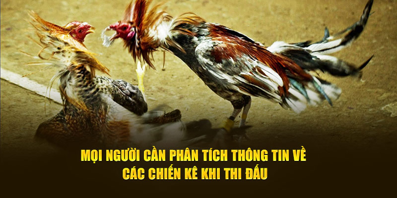 Mọi người cần phân tích thông tin về các chiến kê khi thi đấu